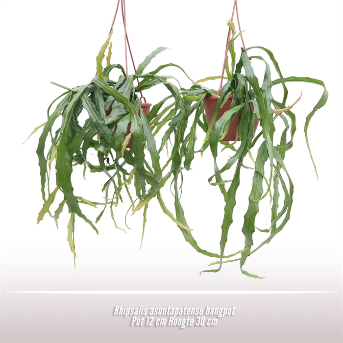 <h4>Rhipsalis asuntapatense hangpot</h4>