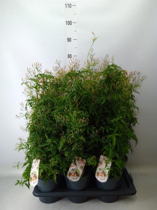 <h4>Jasminum polyanthum</h4>