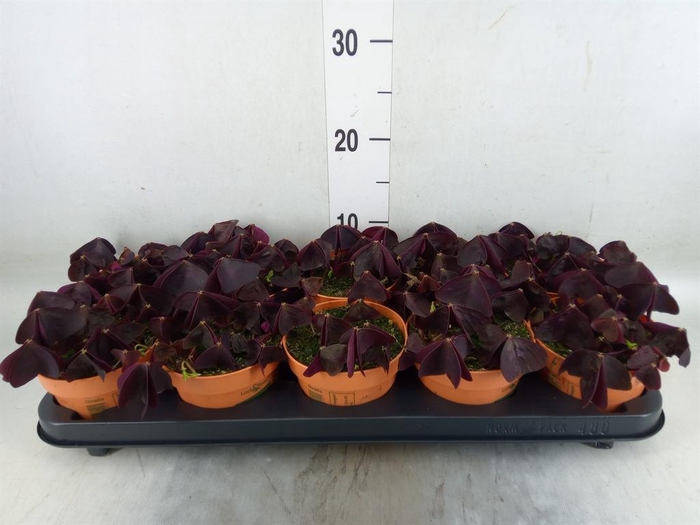 <h4>Oxalis trian.</h4>