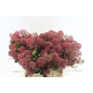 Skimmia Rubella Red Bunch