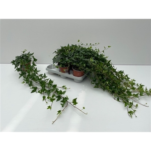 Hedera Shamrock Rank 70cm