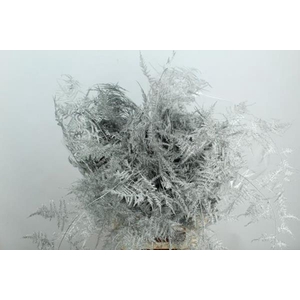 Asp Extra Veer Zilver