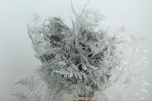 <h4>Asp Extra Veer Zilver</h4>