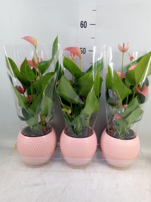 <h4>Anthurium ...mix</h4>