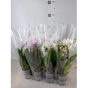 Phalaenopsis  'Elegant Cascade'