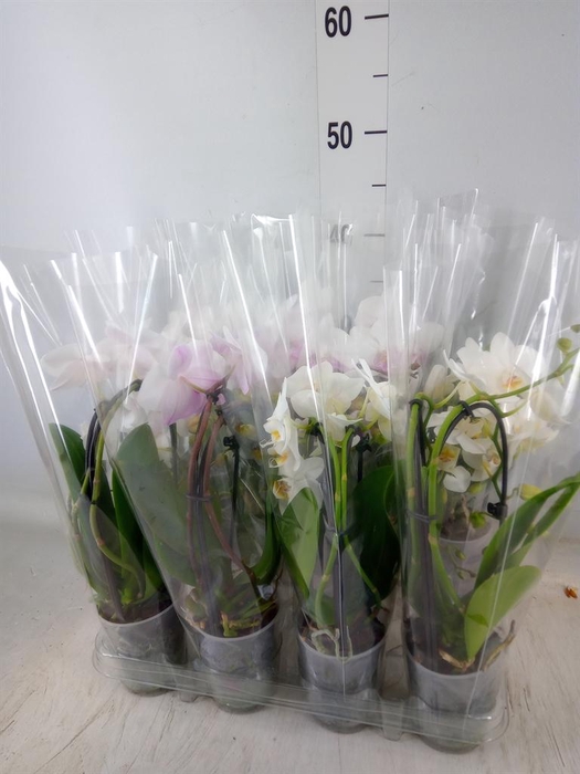 <h4>Phalaenopsis 'Elegant Cascade'</h4>