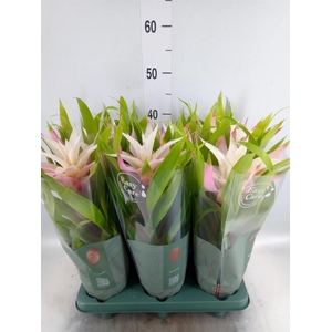 Guzmania  'Deseo Magical White'