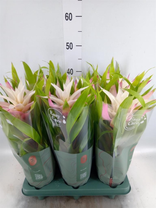<h4>Guzmania  'Deseo Magical White'</h4>