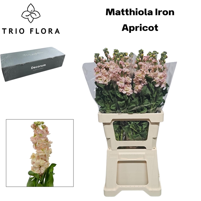 <h4>MATTH IRON APRICOT Big Box 60</h4>