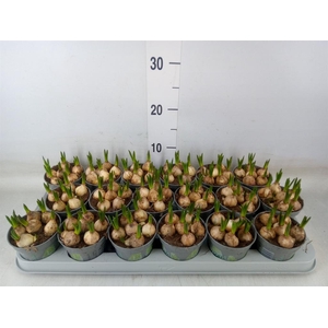 Muscari  'Magic White'