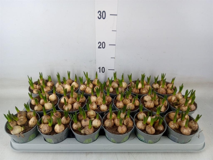 <h4>Muscari  'Magic White'</h4>