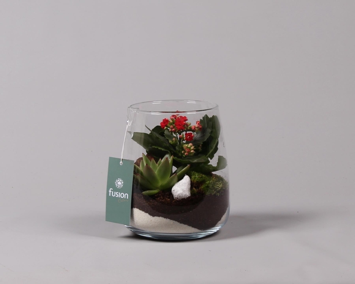 <h4>Glazen vaas met Kalanchoe en Succulent</h4>
