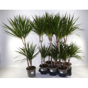 DRA MARGINATA