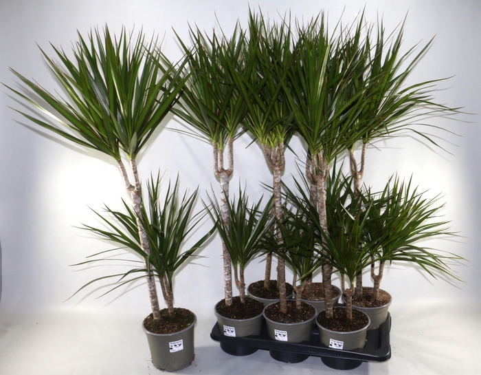 <h4>DRA MARGINATA</h4>