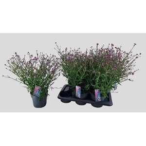 VERBE BONARIENSIS