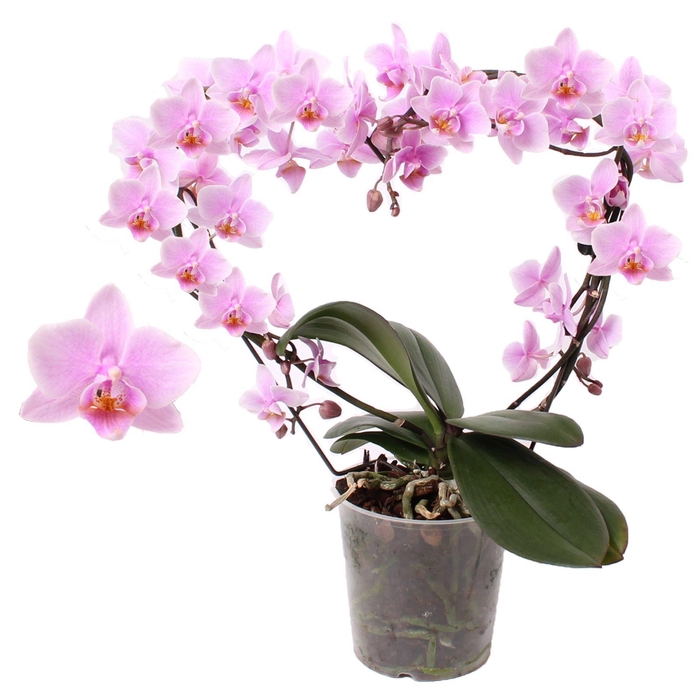 <h4>Phal. Multiflora vorm roze "Blossoming Heart" "Rosanne"</h4>