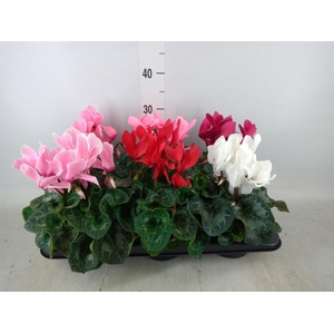 Cyclamen GR 'Mammoth'