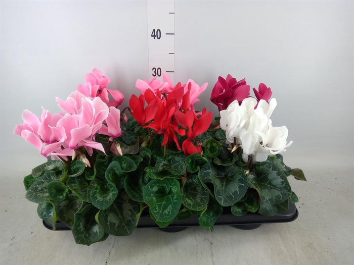 <h4>Cyclamen GR 'Mammoth'</h4>