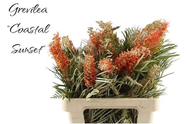 <h4>GREVI COASTAL SUNSET</h4>