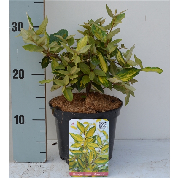 <h4>Elaeagnus pungens 'Maculata'</h4>