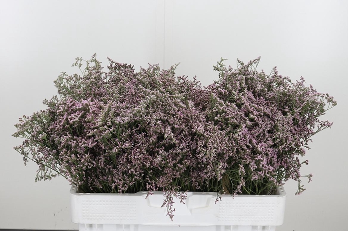 <h4>Lim Saf Oshi Pink</h4>