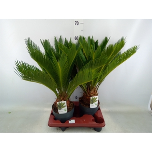 Cycas revoluta