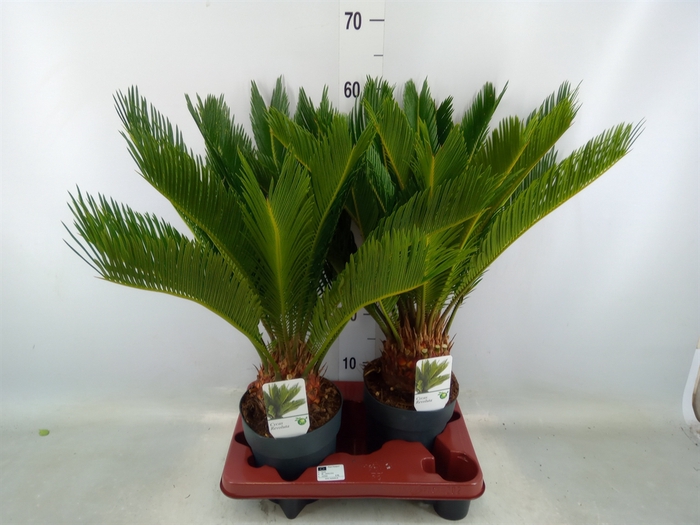 <h4>Cycas revoluta</h4>