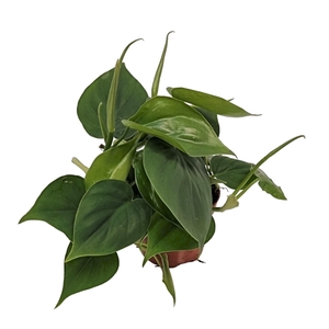 Philodendron scandens