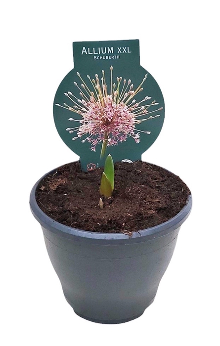 <h4>ALLIUM SCHUBERTII</h4>
