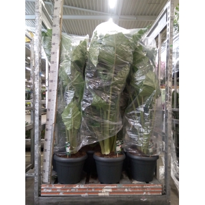 Alocasia portodora