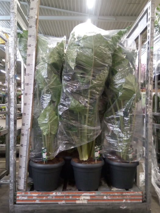 <h4>Alocasia portodora</h4>