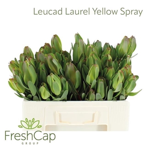 LEUCAD LAUREL YELLOW