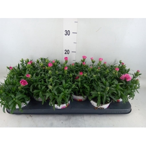 Dianthus  'Oscar Purple Star'