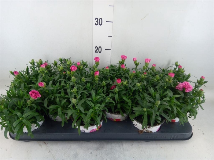 <h4>Dianthus  'Oscar Purple Star'</h4>