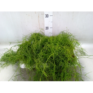 Rhipsalis cassutha