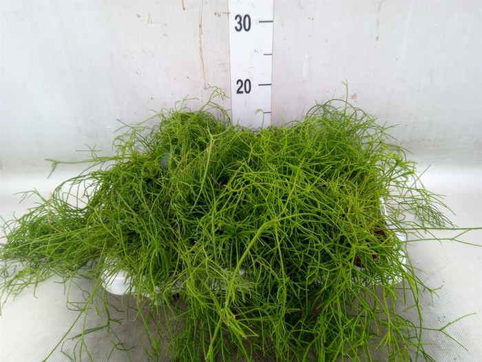 <h4>Rhipsalis cassutha</h4>
