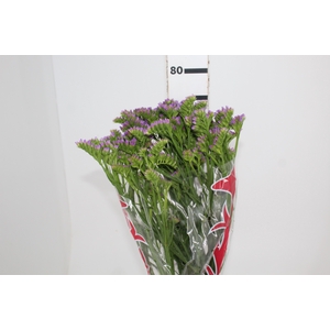 STATICE SINZII LAVENDERISH 080 CM