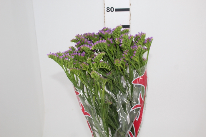 <h4>STATICE SINZII LAVENDERISH 080 CM</h4>