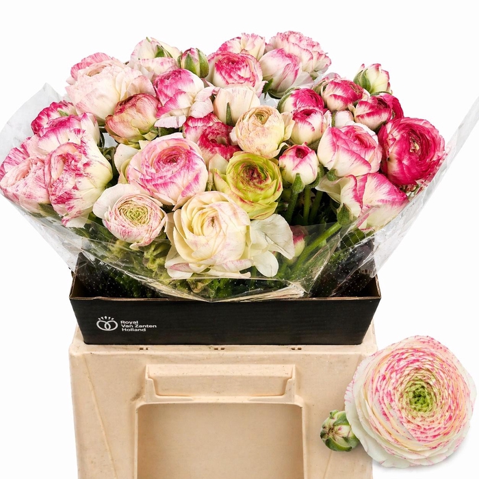 <h4>RAN EL WHITE SFUMATO</h4>