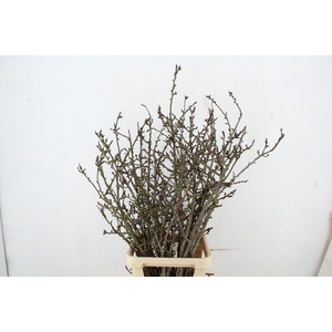 PRUIMENBLOESEM GRILLIG PER STEM 130CM