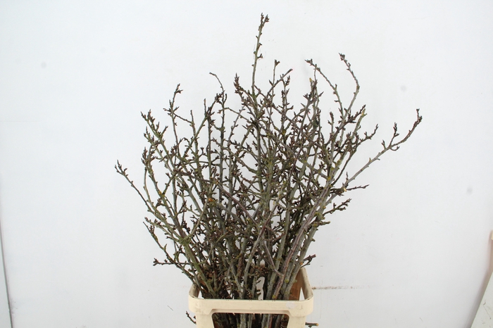 <h4>PRUIMENBLOESEM GRILLIG PER STEM 130CM</h4>