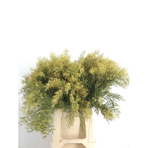 ACACIA H CLAIR DE L. BLOEM