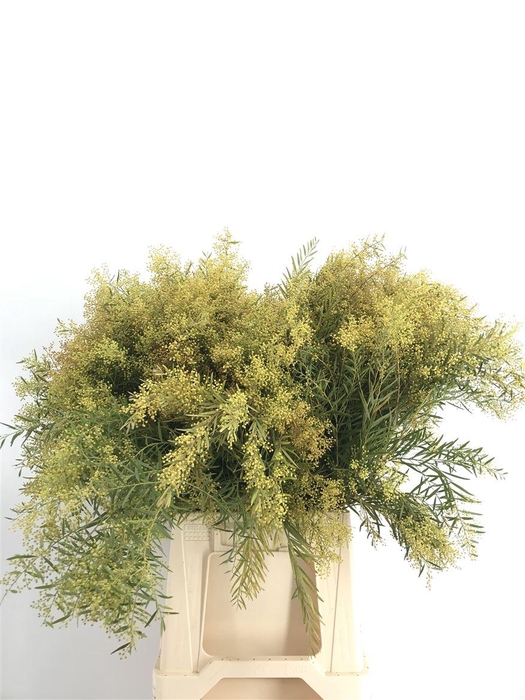 <h4>Acacia Howittii Clair De Lune Bloem</h4>