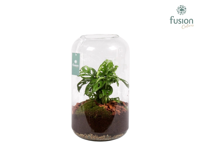 <h4>Green Bottle Isabella Large met Skindapsus</h4>