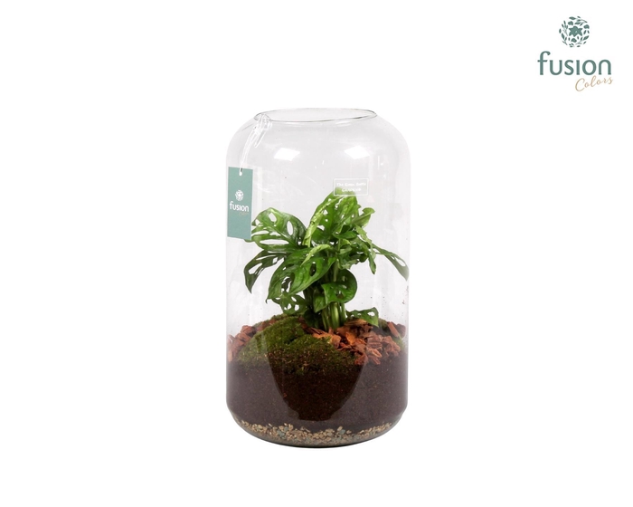 <h4>Green Bottle Isabella Large met Skindapsus</h4>