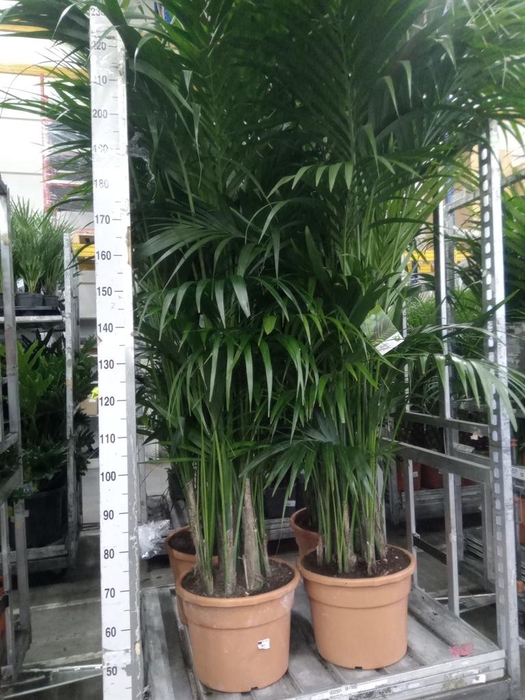 <h4>Howea forsteriana</h4>