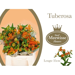 Asclepias Tuberosa