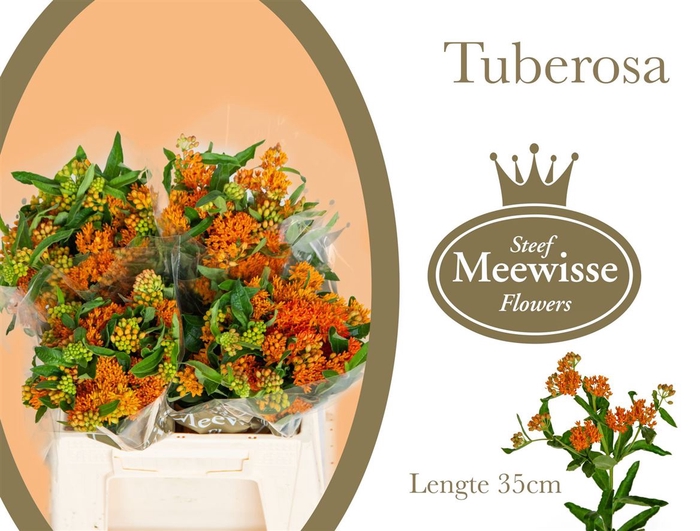 <h4>Asclepias Tuberosa</h4>