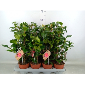 Camellia japonica 'Dr King'