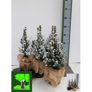 PICEA GL CONICA (JUTE)